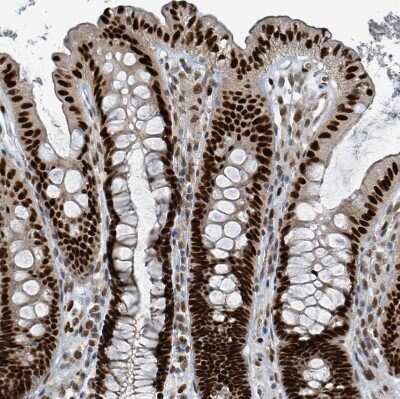 Immunohistochemistry-Paraffin: KLF3 Antibody [NBP2-48937]