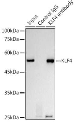 Immunoprecipitation: KLF4 Antibody (7B7U1) [NBP3-15469]