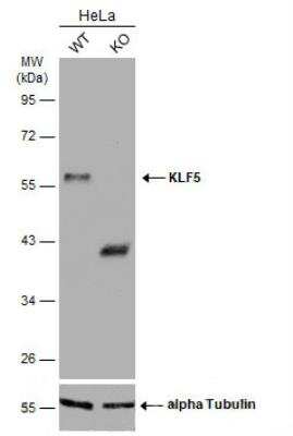 Western Blot: KLF5 Antibody [NBP1-32245]