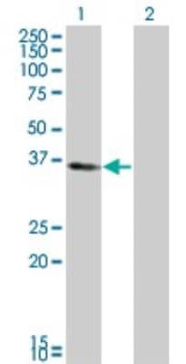 Western Blot: KLF6 Antibody (1A9) [H00001316-M01]