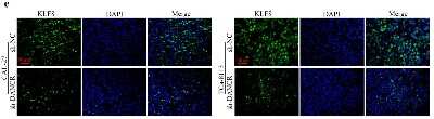 Immunocytochemistry/ Immunofluorescence: KLF8 Antibody [NBP2-57740]