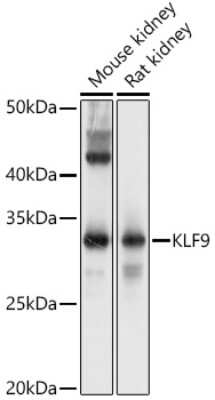 Western Blot: KLF9 AntibodyAzide and BSA Free [NBP3-04457]