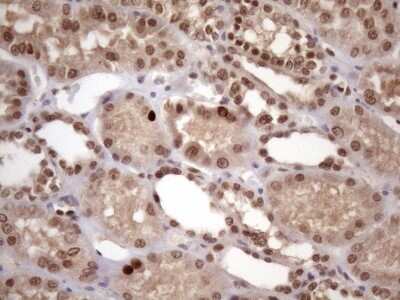 Immunohistochemistry: KLF9 Antibody (OTI8A11) [NBP2-45511]