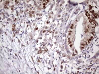 Immunohistochemistry: KLF9 Antibody (OTI8A11) [NBP2-45511]