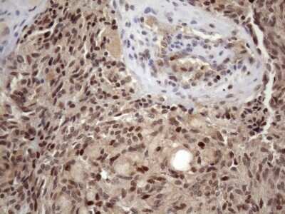 Immunohistochemistry: KLF9 Antibody (OTI8A11) [NBP2-45511]