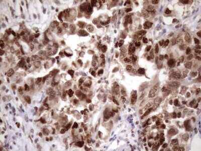 Immunohistochemistry: KLF9 Antibody (OTI8A11) [NBP2-45511]