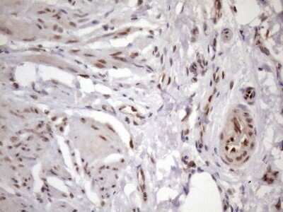 Immunohistochemistry: KLF9 Antibody (OTI8A11) - Azide and BSA Free [NBP2-70285]