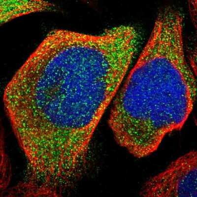 Immunocytochemistry/ Immunofluorescence: KLHDC1 Antibody [NBP1-82616]