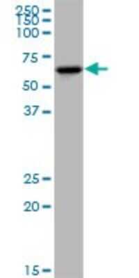 Western Blot: KLHDC4 Antibody [H00054758-B01P]