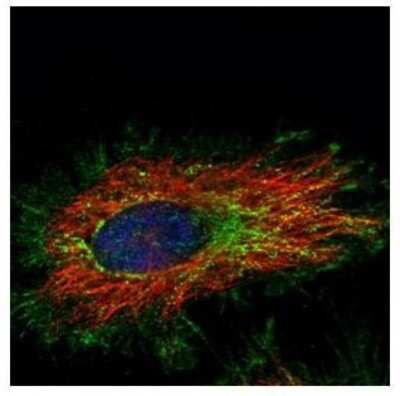 Immunocytochemistry/ Immunofluorescence: KLHL2 Antibody [NBP2-17080]