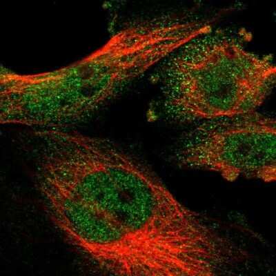 Immunocytochemistry/ Immunofluorescence: KLHL25 Antibody [NBP1-83974]