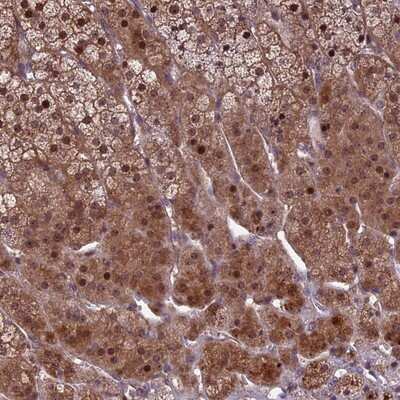 Immunohistochemistry-Paraffin: KLHL35 Antibody [NBP1-89838]