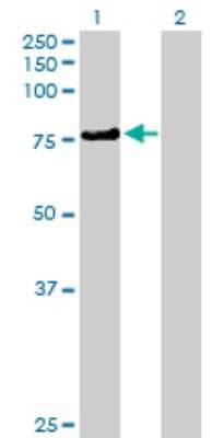 Western Blot: KLHL4 Antibody [H00056062-B01P]