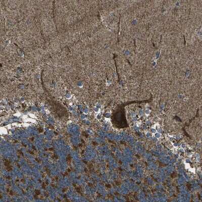 Immunohistochemistry-Paraffin: KLHL5 Antibody [NBP1-91102]