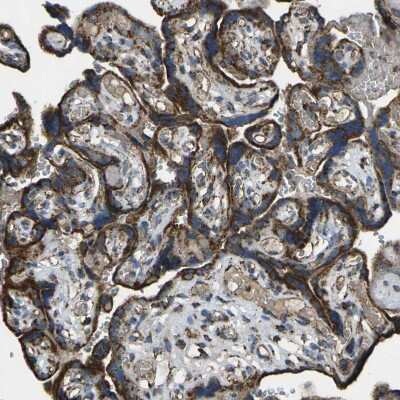 Immunohistochemistry-Paraffin: KLHL5 Antibody [NBP1-91102]
