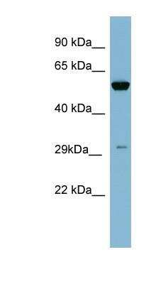 Western Blot: Kallikrein 10 Antibody [NBP1-58249]