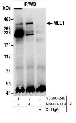 Immunoprecipitation: KMT2A/MLL Antibody [NB600-248]