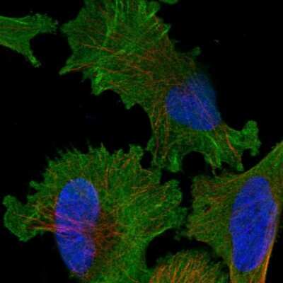 Immunocytochemistry/ Immunofluorescence: KNTC1 Antibody [NBP1-83032]