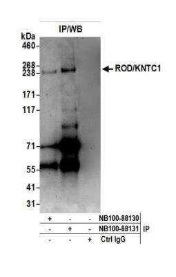 Immunoprecipitation: KNTC1 Antibody [NB100-88131]