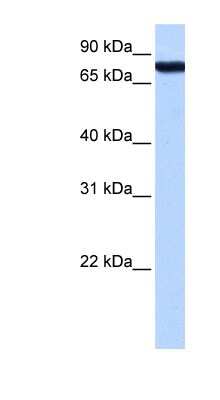 Western Blot: KOX2 Antibody [NBP1-79449]