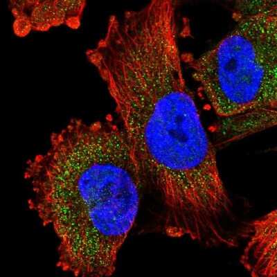 Immunocytochemistry/ Immunofluorescence: KPNA5 Antibody [NBP2-38715]