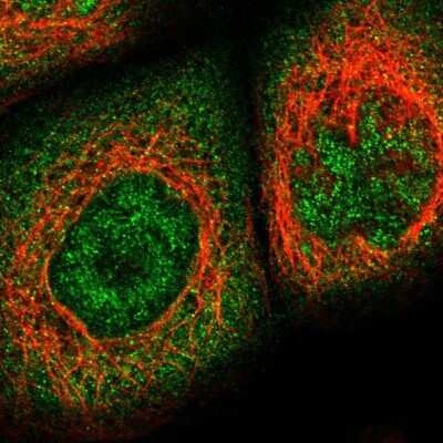 Immunocytochemistry/ Immunofluorescence: KPNA6 Antibody [NBP1-83762]