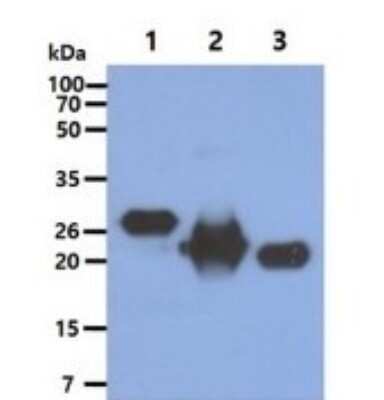 Western Blot: KRAS Antibody (2F8)BSA Free [NBP2-59413]