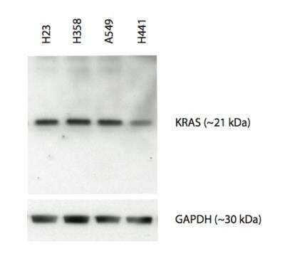 Western Blot: KRAS Antibody (3B10-2F2) [H00003845-M01]