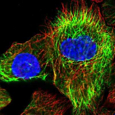 Immunocytochemistry/ Immunofluorescence: KRT24 Antibody [NBP1-83665]