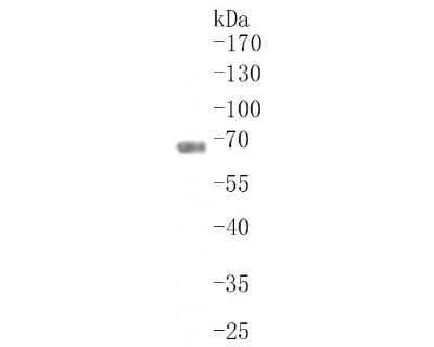 Western Blot: KRT9 Antibody (SD201-09) [NBP2-67810]