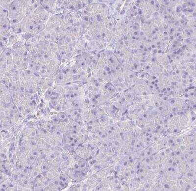 Immunohistochemistry-Paraffin: KRTDAP Antibody [NBP2-38029]