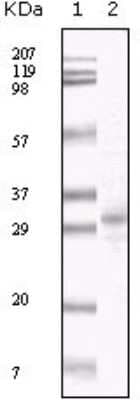 Western Blot: KSHV ORF26 Antibody (2F6B8)BSA Free [NBP1-47357]