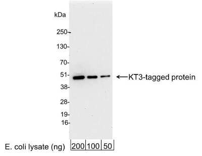 Western Blot: KT3 Epitope Tag AntibodyBSA Free [NB110-40654]