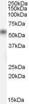 Western Blot: Kallikrein 1 Antibody [NB100-57855]
