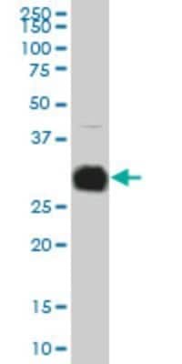 Western Blot: Kallikrein 10 Antibody (1G8) [H00005655-M01]
