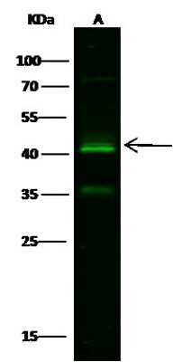 Western Blot: Kallikrein 11 Antibody [NBP2-99572]