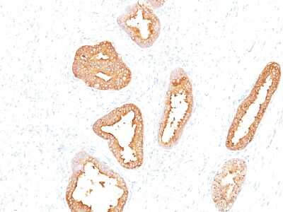 Immunohistochemistry-Paraffin: Kallikrein 3/PSA Antibody (A67-B/E3) [NBP2-32992]