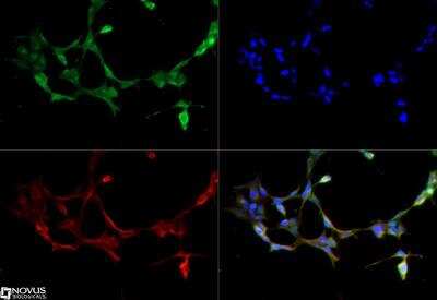Immunocytochemistry/ Immunofluorescence: Kallikrein 6/Neurosin Antibody [NBP1-06497]