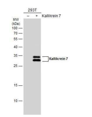 Western Blot: Kallikrein 7 Antibody [NBP1-31428]