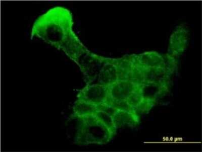 Immunocytochemistry/ Immunofluorescence: Kallikrein 8/Neuropsin Antibody (2F11) [H00011202-M01]