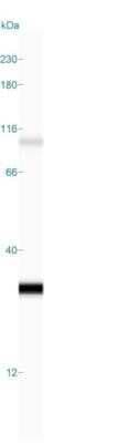 Simple Western: Kappa Light Chain Antibody (KLC709)Azide and BSA Free [NBP2-34660]