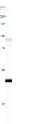 Simple Western: Kappa Light Chain Antibody (KLC709) [NBP2-34259]