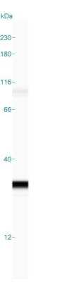 Simple Western: Kappa Light Chain Antibody (L1C1) [NBP2-15191]