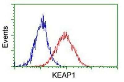 Flow Cytometry: Keap1 Antibody (OTI1B4) - Azide and BSA Free [NBP2-71496]