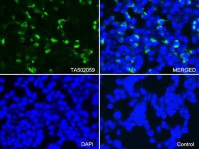 Immunocytochemistry/ Immunofluorescence: Keap1 Antibody (OTI1B4) - Azide and BSA Free [NBP2-71496]