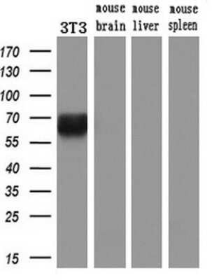 Western Blot: Keap1 Antibody (OTI1B4)Azide and BSA Free [NBP2-71496]