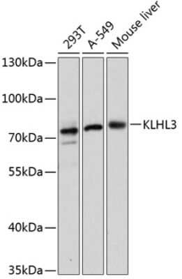 Western Blot: Kelch-Like 3 AntibodyAzide and BSA Free [NBP3-03236]