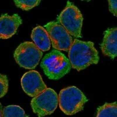Immunocytochemistry/ Immunofluorescence: Kell Antibody [NBP3-17727]