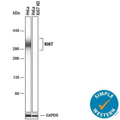 Knockout Validated: Ki67/MKI67 Antibody - BSA Free [NB110-89717]