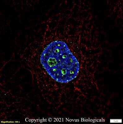 Immunocytochemistry/ Immunofluorescence: Ki67/MKI67 Antibody (1297A) - BSA Free [NBP2-54791]